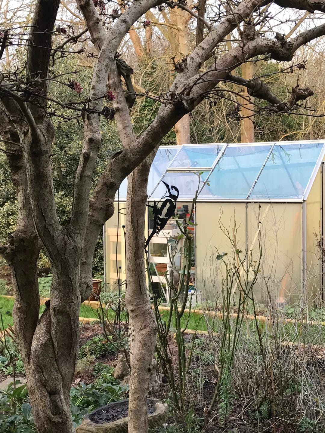 Customer photo review of Great Spotted Woodpecker