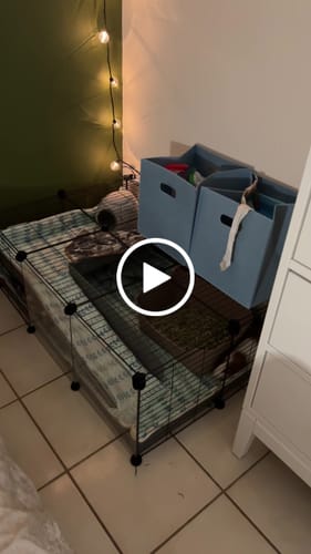 Customer video review of The Super Pooper for Every Floofer | Litter Tray for Guinea Pigs and Rabbits