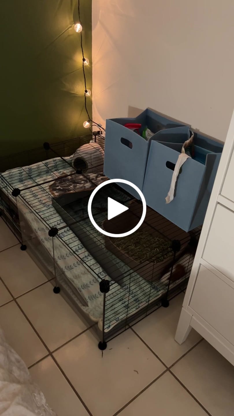 Customer video review of The Super Pooper for Every Floofer | Litter Tray for Guinea Pigs and Rabbits