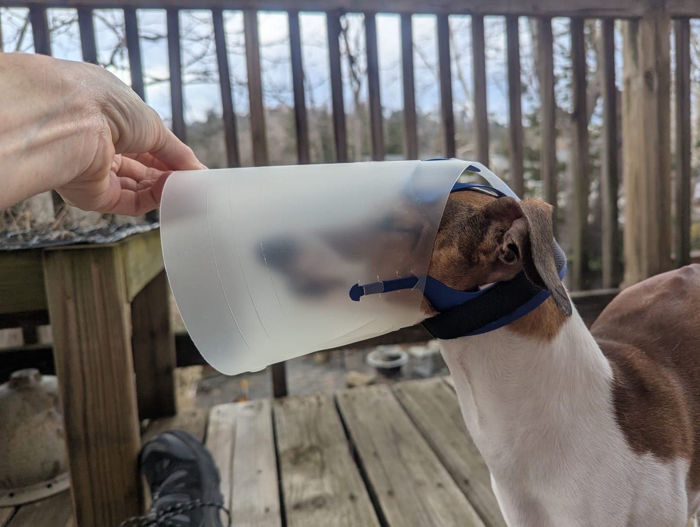 Customer photo review of NovaGuard Recovery Collar