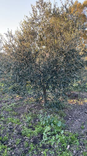 Customer photo review of FERTIBONO Abono Citricos Premium para Limonero y Naranjos, 20-5-10 con Hierro, Calcio, Mat. Orgánica, Azufre, Magnesio y Manganeso - Evita Amarillo en Hojas, Fortalece Raíces y Mejora Frutos, (20kg)