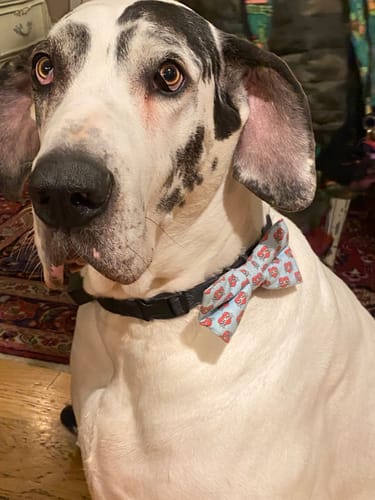 Customer photo review of Mom Tattoo Bow for Dog Collar and Cat Collar