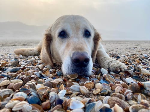 Customer photo review of Forever Young