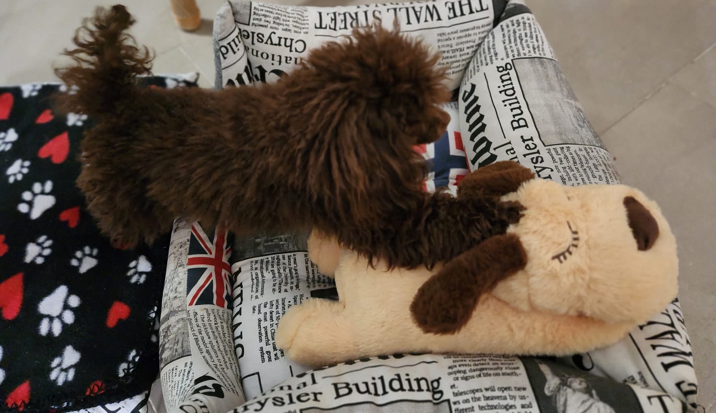 Customer photo review of Peluche Antiestrés para Mascotas