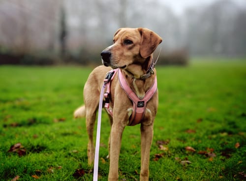 Customer photo review of Slip on Harness | Foam Padded - Pink