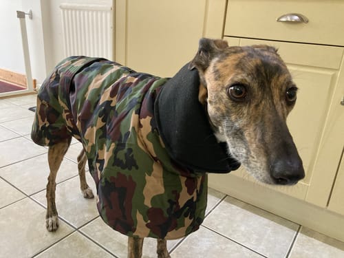 Customer photo review of Camouflage Felton - Sighthound Coat with Underbelly and Harness Hole