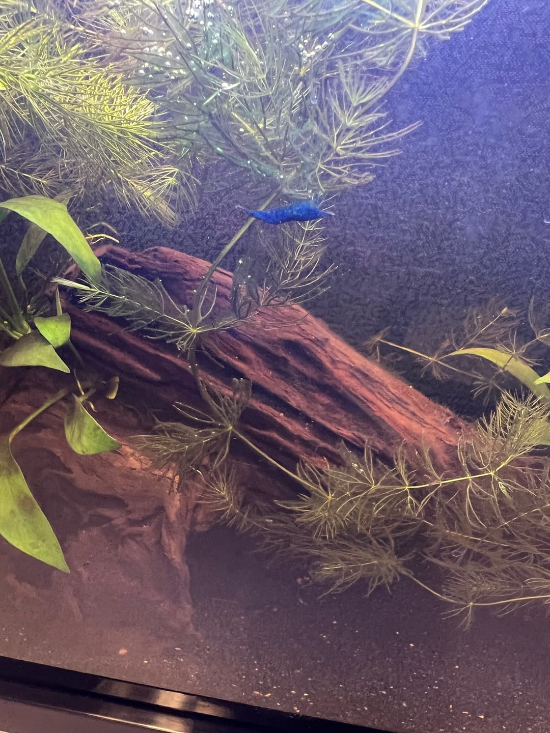 Customer photo review of Blue Dream Neocaridina Shrimp