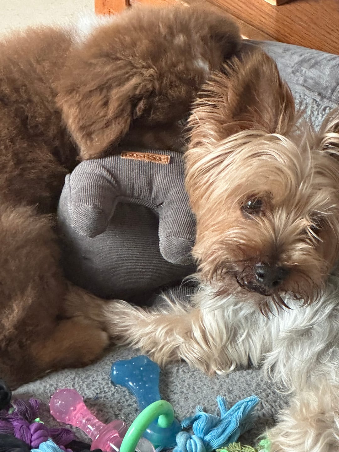 Customer photo review of Pâtées riches en volaille& aux petits pois (chien âgé)