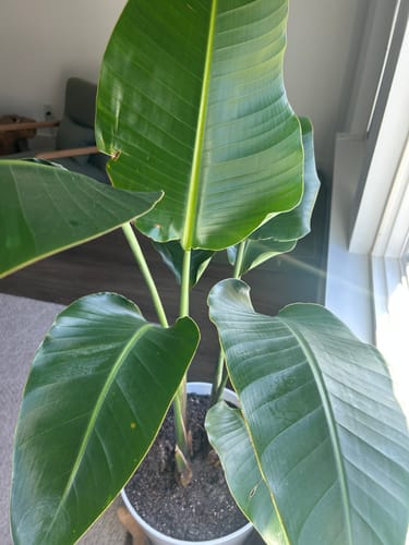 Customer photo review of Plant Food