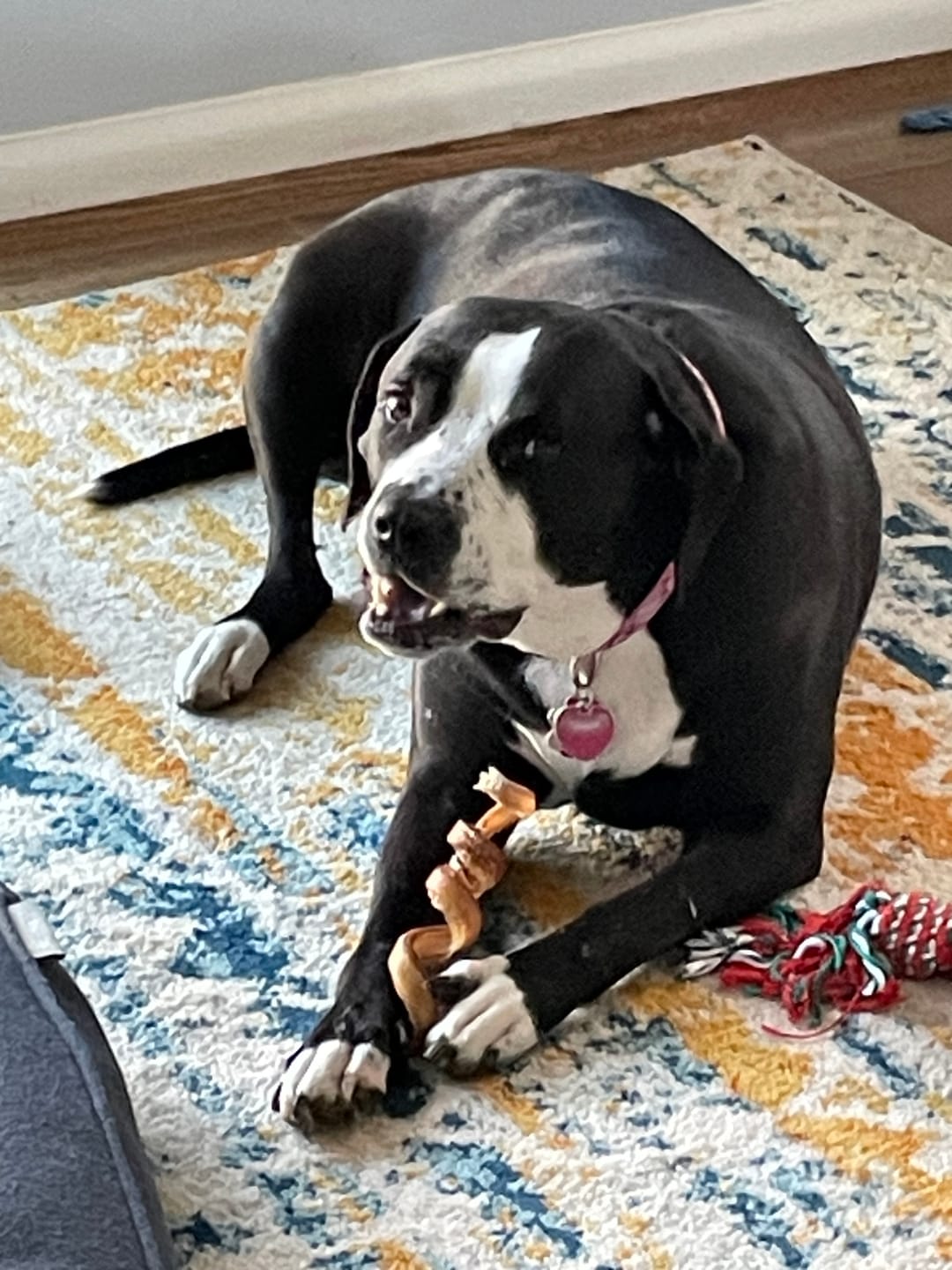 Customer photo review of Bully Stick Springs 7-8"