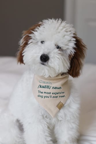 Customer photo review of Custom Saying Embroidered Bandana