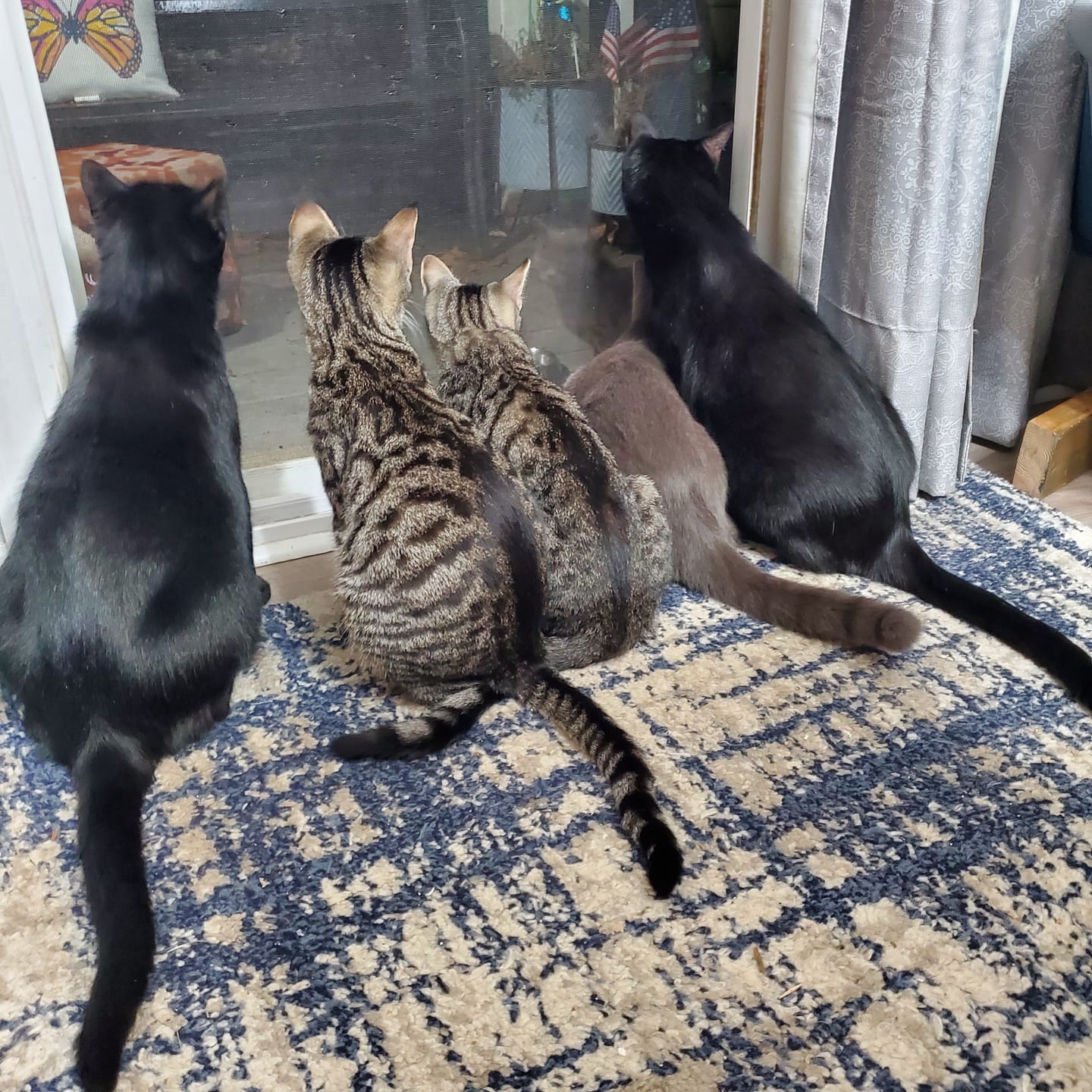 Customer photo review of Cat Sarcoptic & Demodectic Mange (Scabies) & Ear Mite Remedy