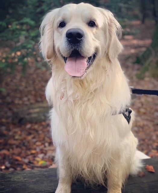 Customer photo review of Dog Gel
