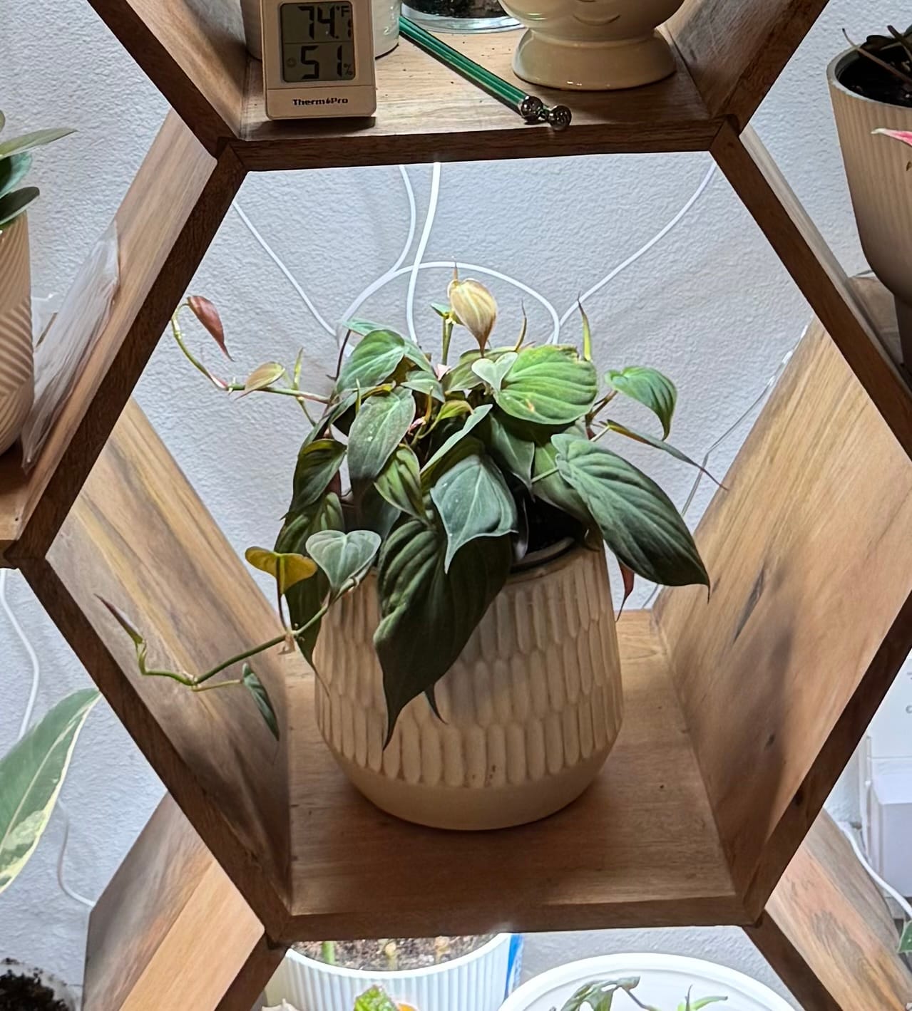 Customer photo review of Philodendron hederaceum 'Micans'