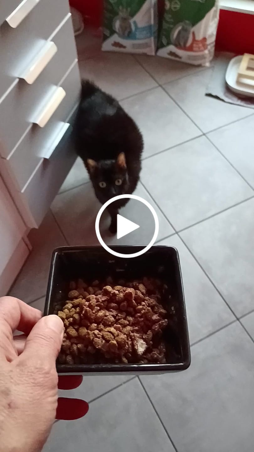 Customer video review of Pâtées riches en thon& aux courgettes (chat stérilisé et chat adulte)