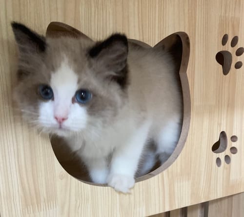 Customer photo review of Luxury Cat Villa-90*60*150
