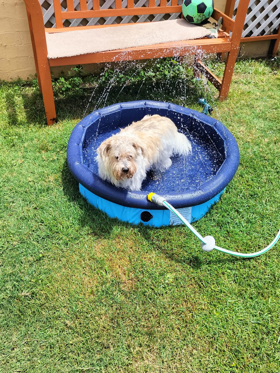 Customer photo review of Pawz Pet Dog Pool – Folding 2-in-1 Splash Bath Tub