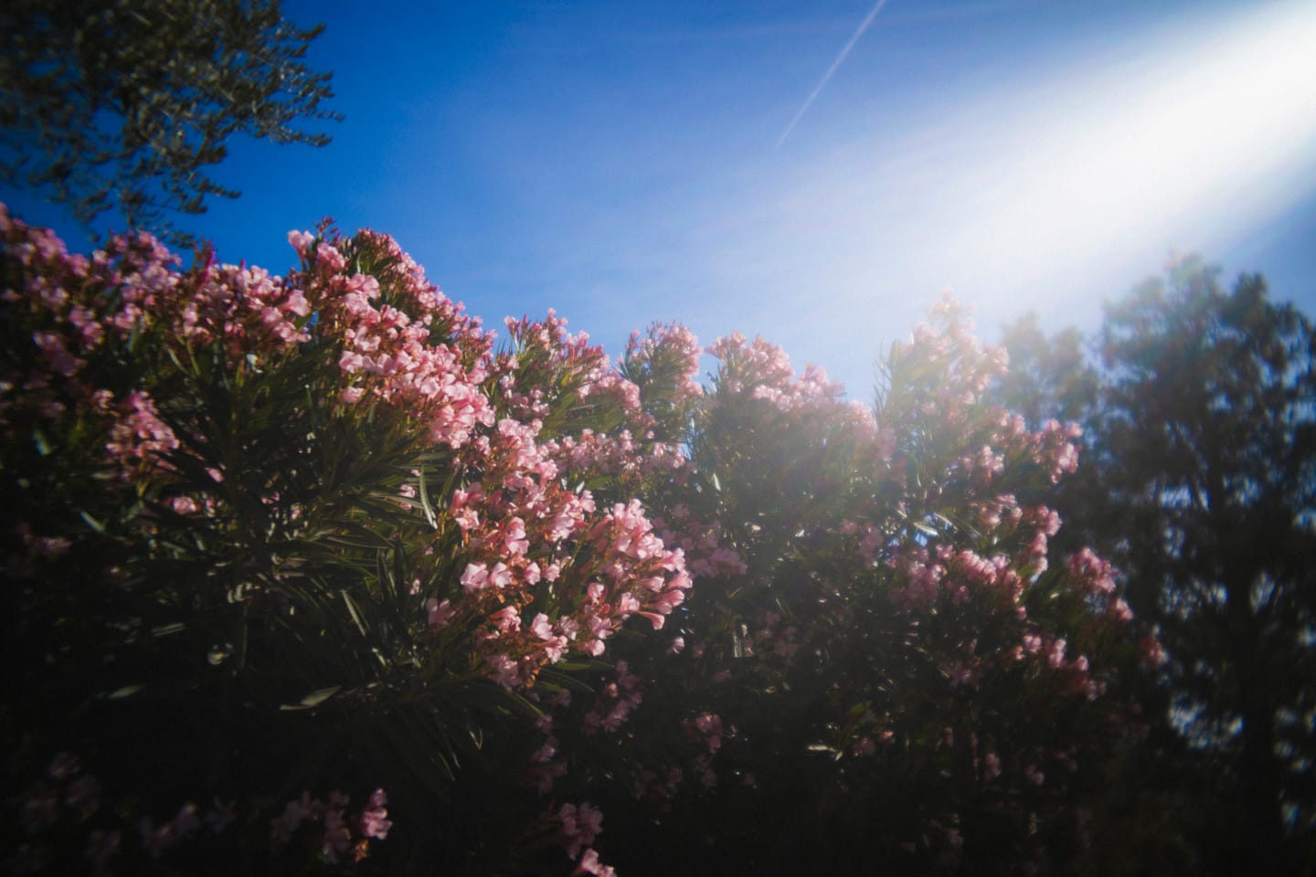 Customer photo review of Film Preset Pack (Digital Download)