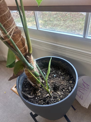 Customer photo review of Plant Food