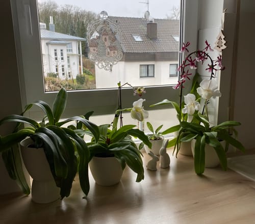 Customer photo review of Frauenschuh Paphiopedilum Pinocchio mit gelb-grüner Blüte und 1 Rispe (9cm)