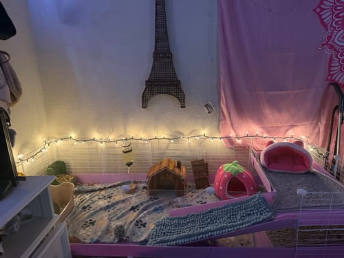 Customer photo review of 5x2 Clear C&C Cage with Loft, Ramp, and Stand