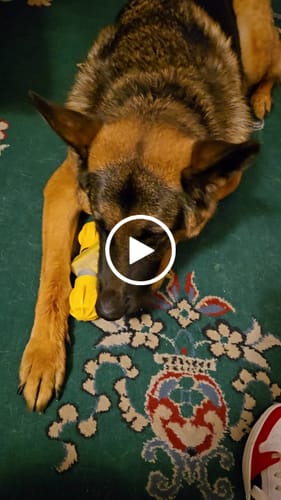 Customer video review of Safe Dog Chew Holder