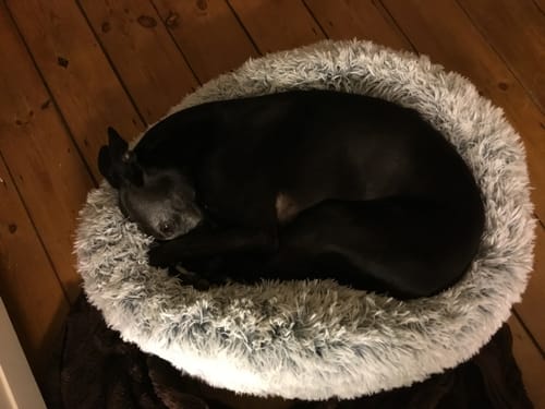 Customer photo review of Super Plush Donut Bed