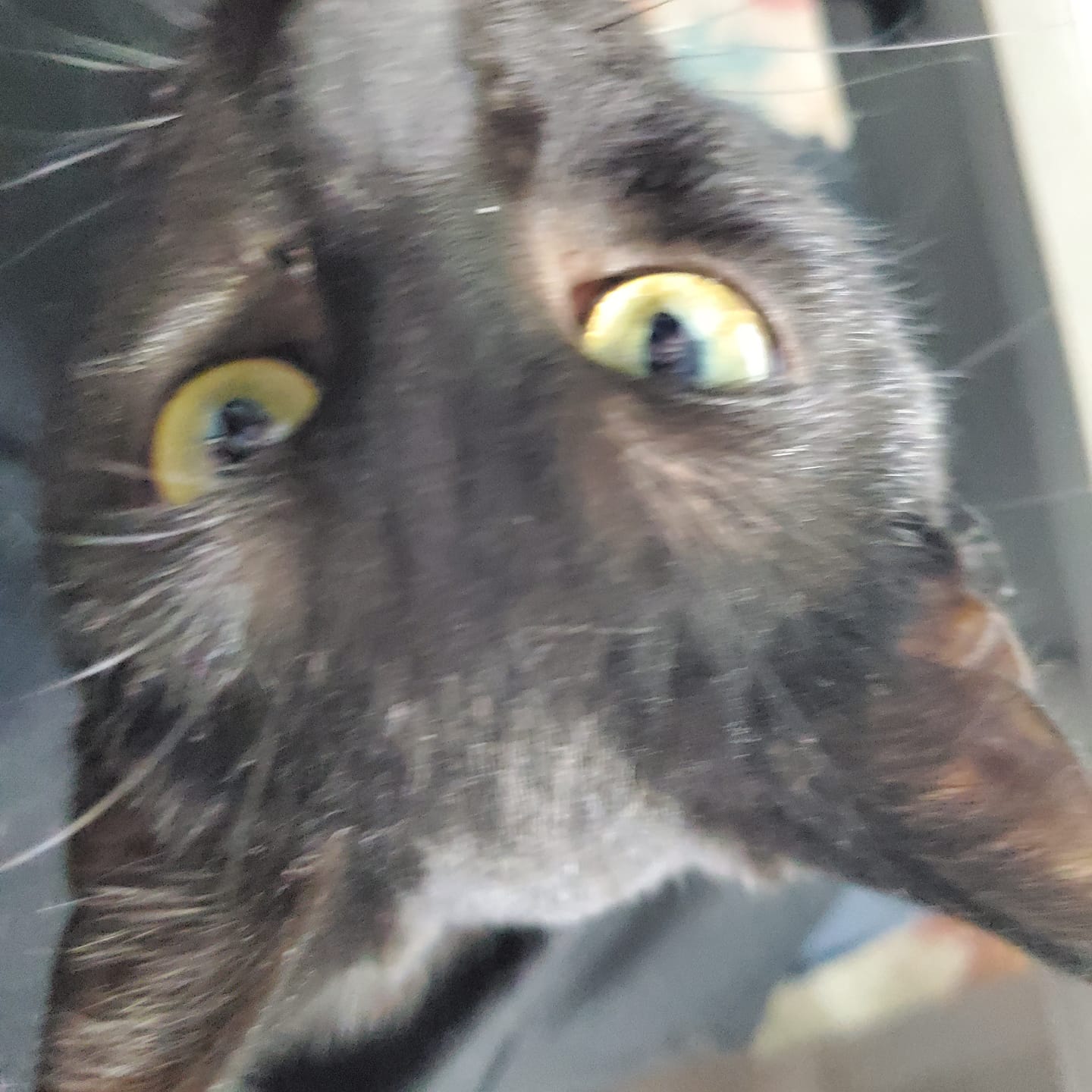 Customer photo review of Cat Eye Infection & Vision Support Remedy