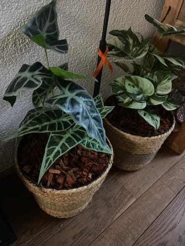 Customer photo review of Caladium Kunstplant 38cm