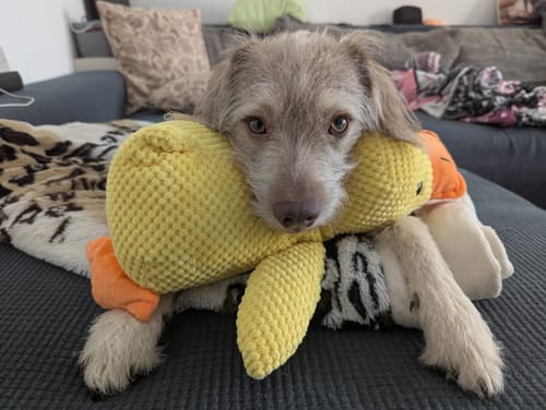 Customer photo review of Anti-Stress-Ente - Der Bestseller