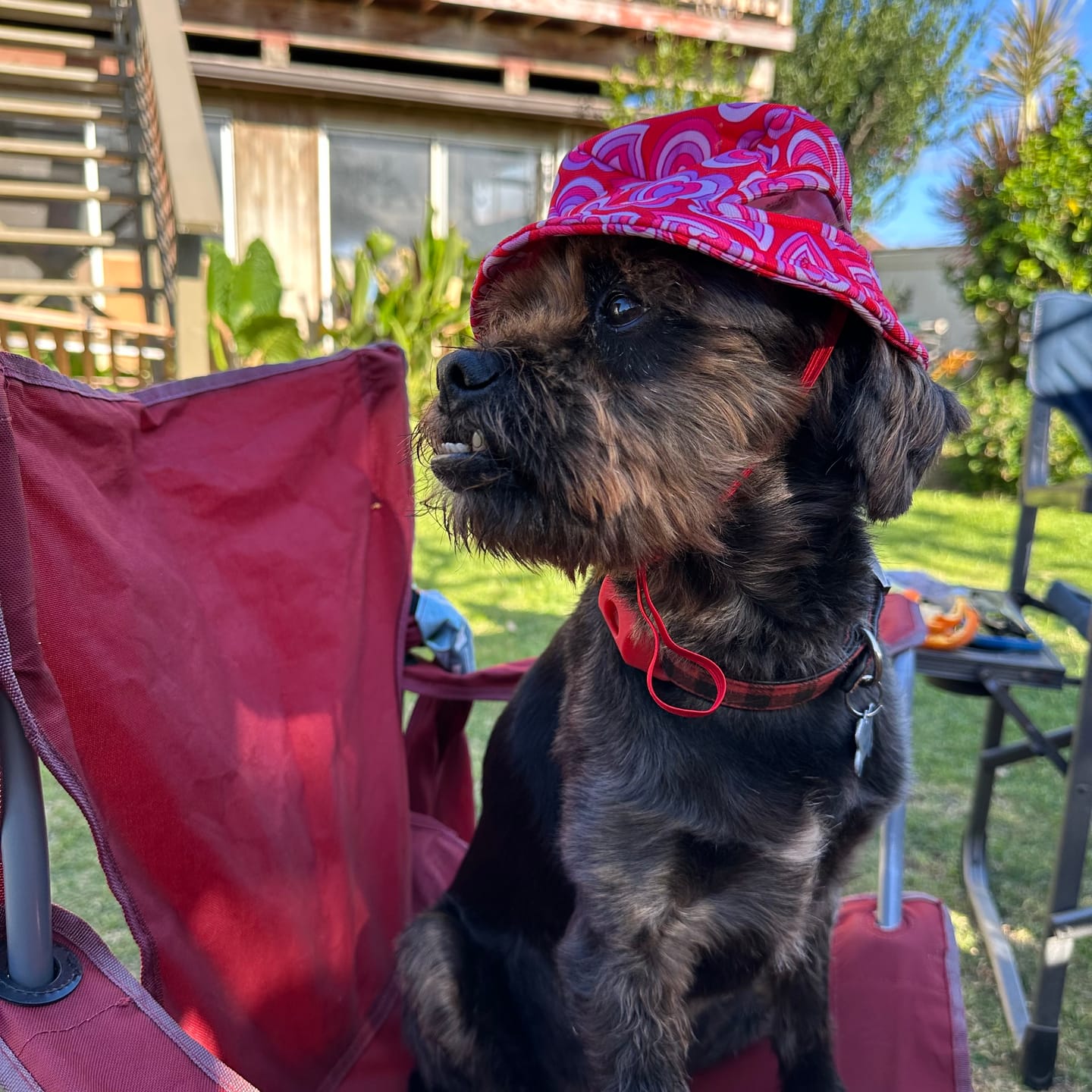 Customer photo review of FurLife Shipping Protection