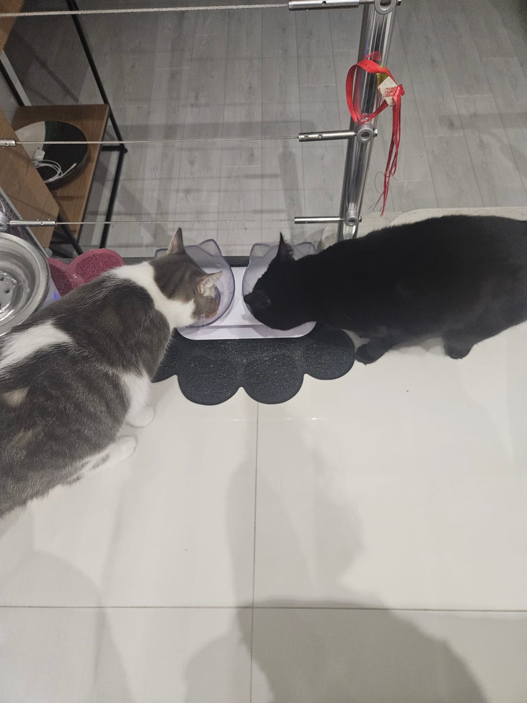Customer photo review of Multipack d'effilés (chat stérilisé et chat adulte)