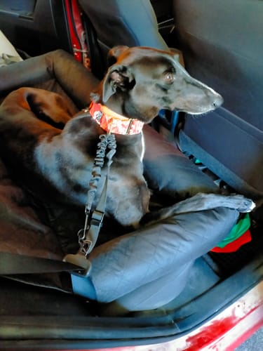 Customer photo review of Car Seat Cover