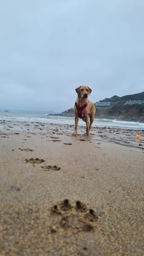 Customer photo review of Air Harness | Anti-Pull & With Handle - Carminerose