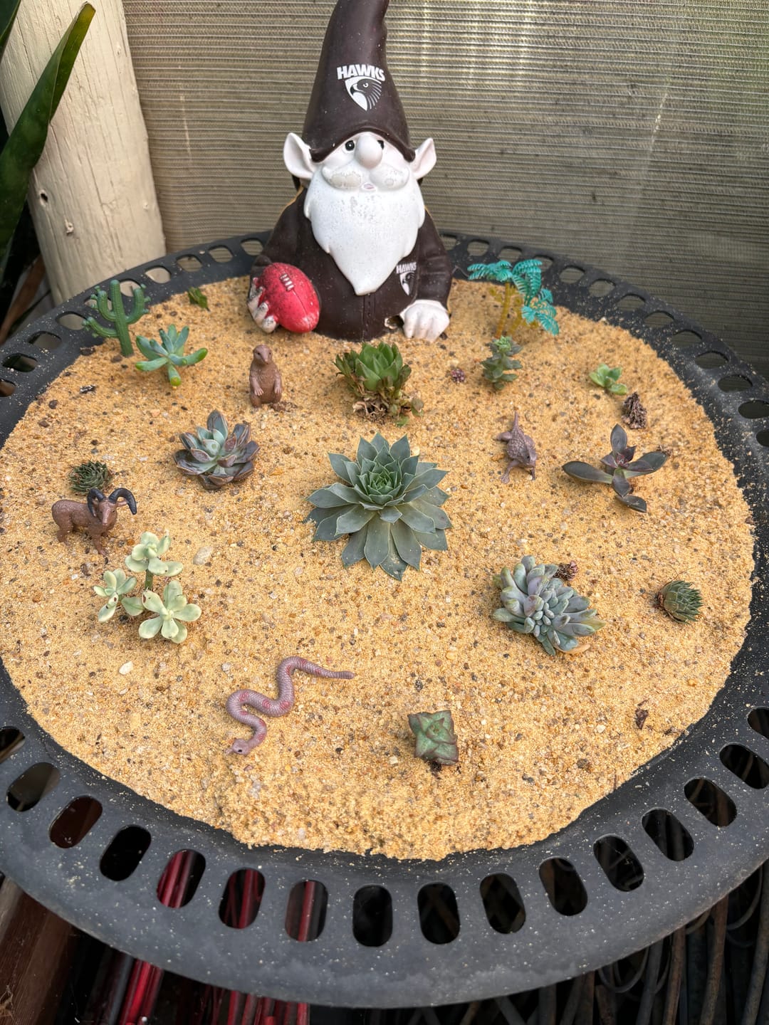Customer photo review of Crassula atropurpurea var. anomala