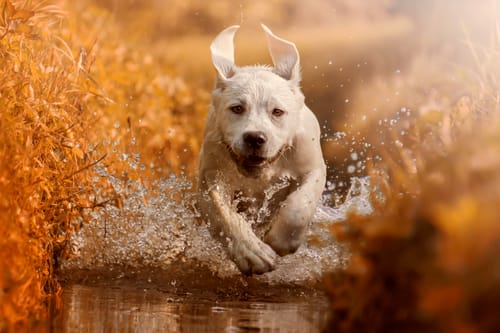 Customer photo review of The 2025 Complete Photoshop and Lightroom Bundle