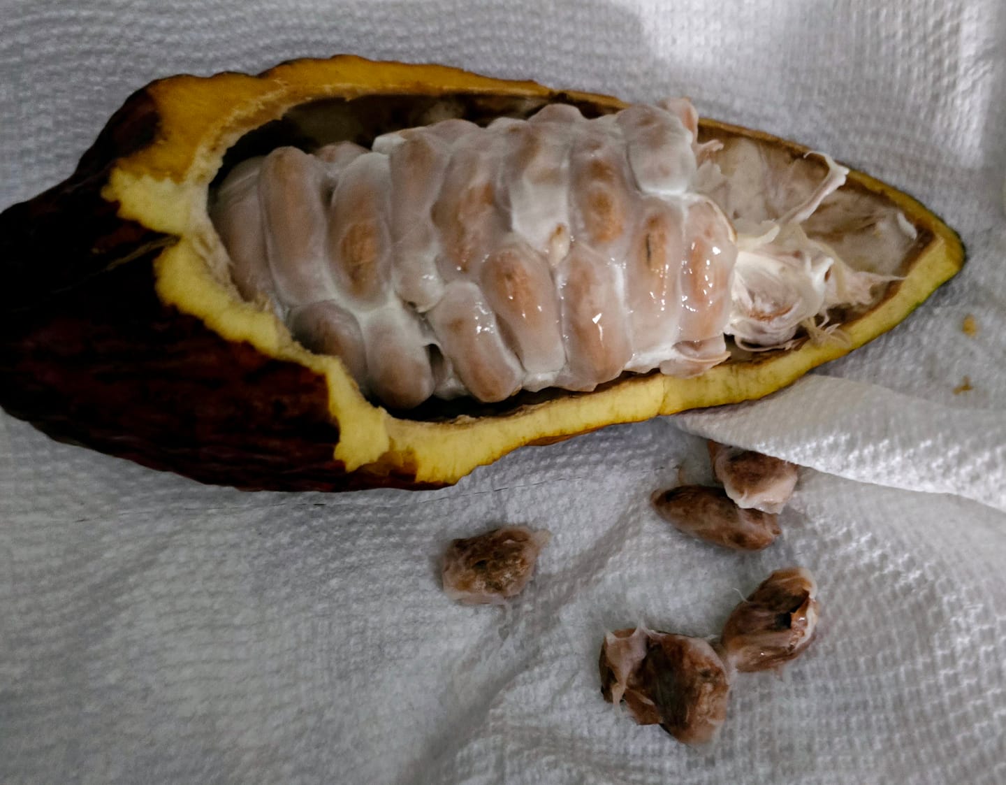 Customer photo review of Cacao (Chocolate)
