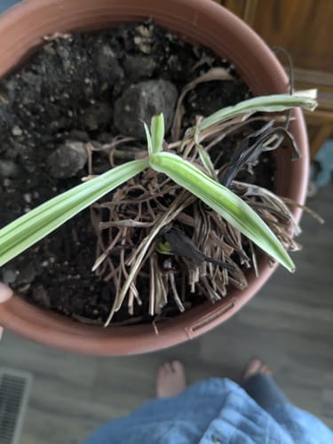 Customer photo review of Plant Food