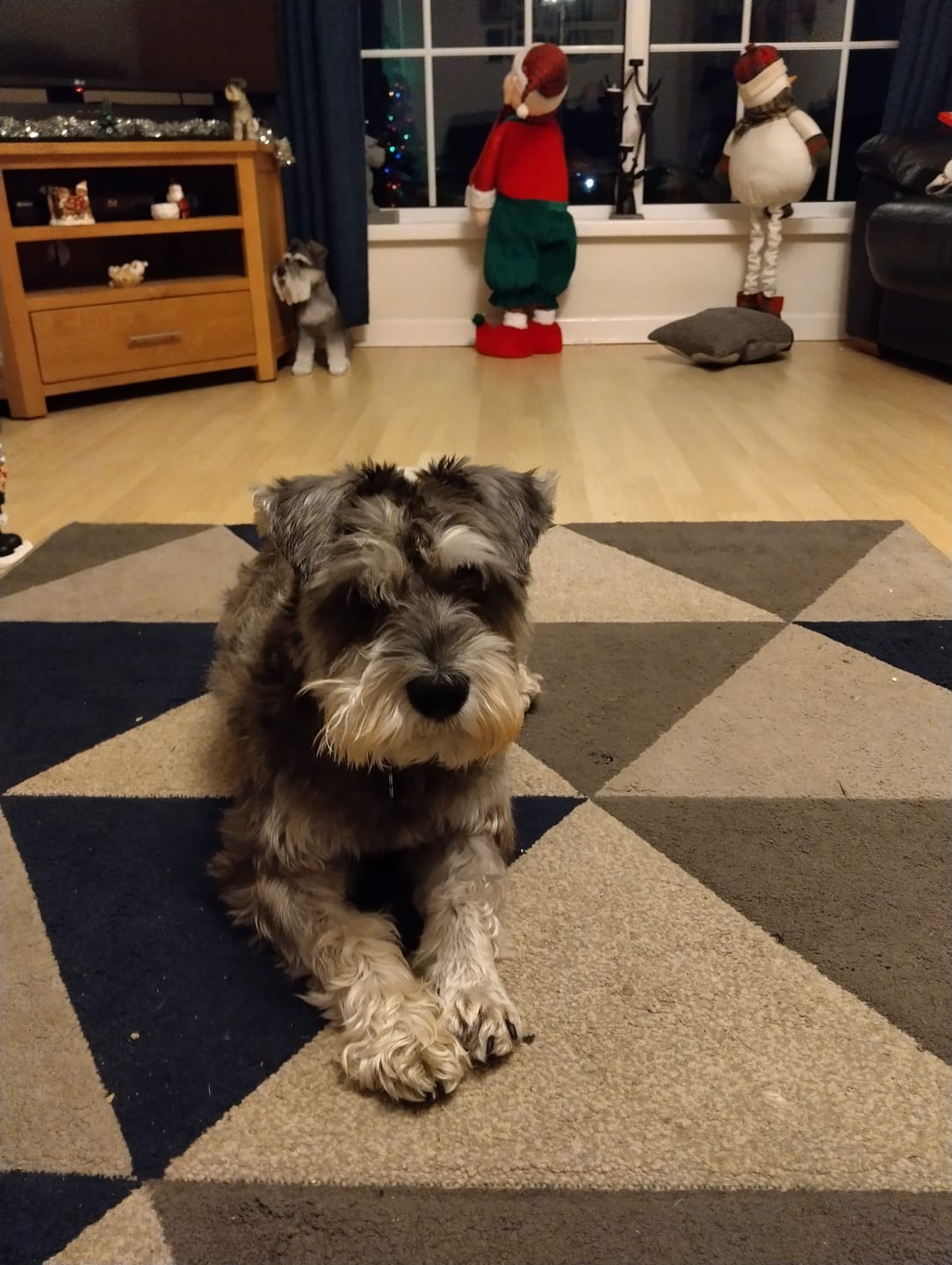 Customer photo review of Dog Spray