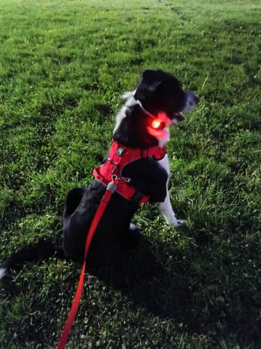 Customer photo review of Arnés Comfort para Perros - StreetDogs - Red