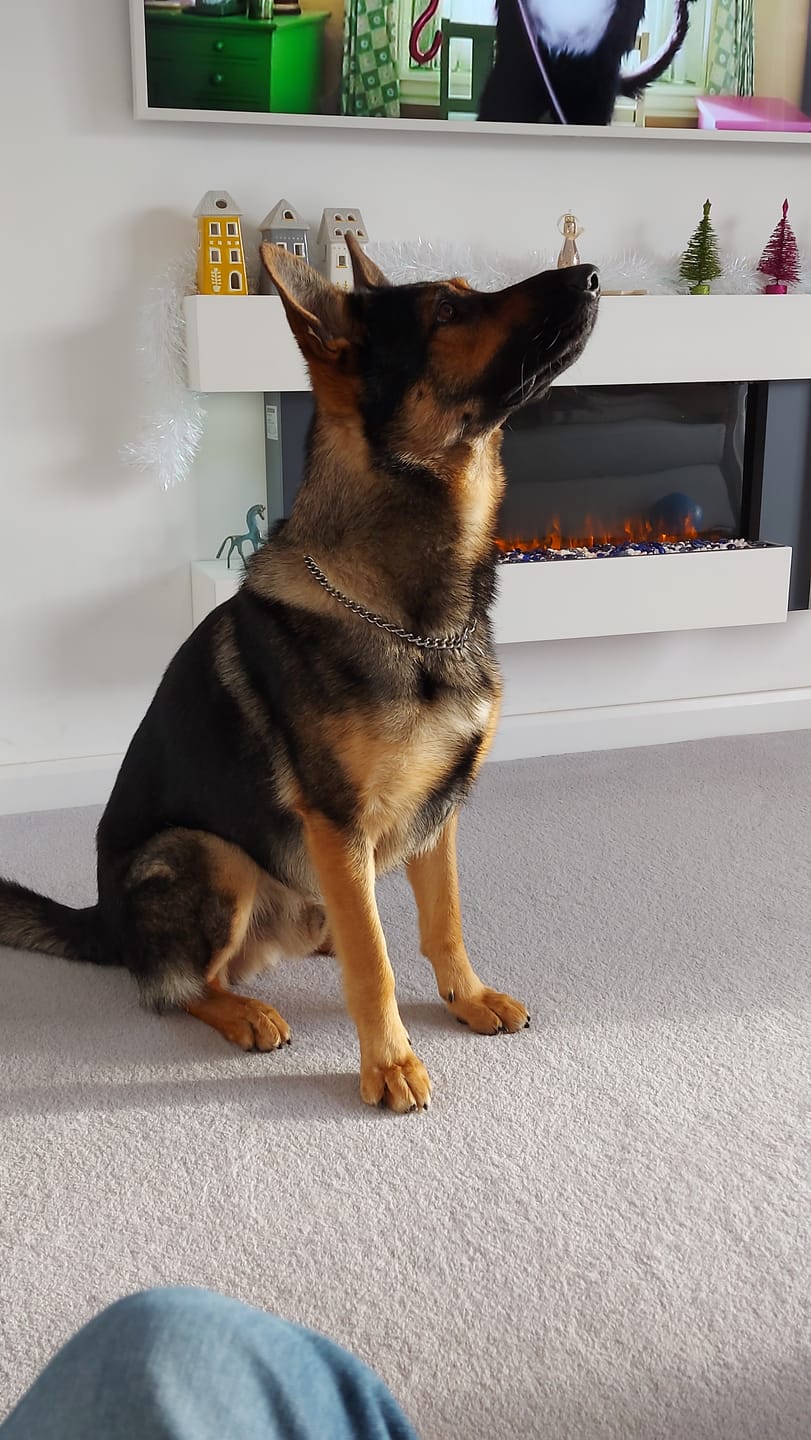Customer photo review of Scottish Salmon Dry Food