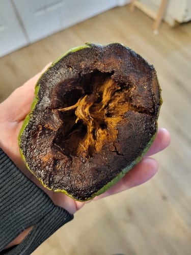 Customer photo review of Black Sapote