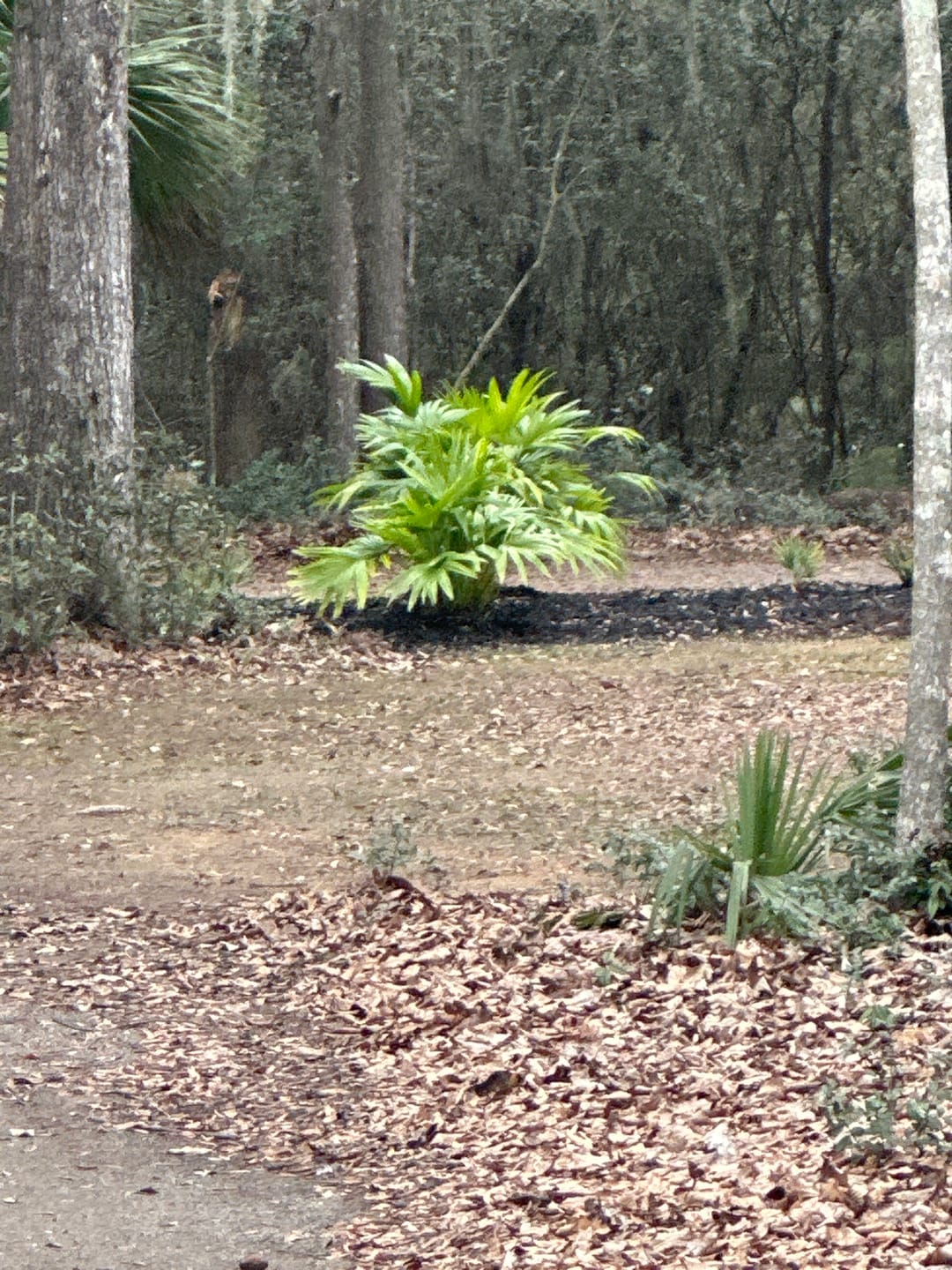 Customer photo review of Silver Saw Palmetto, Georgia Silver