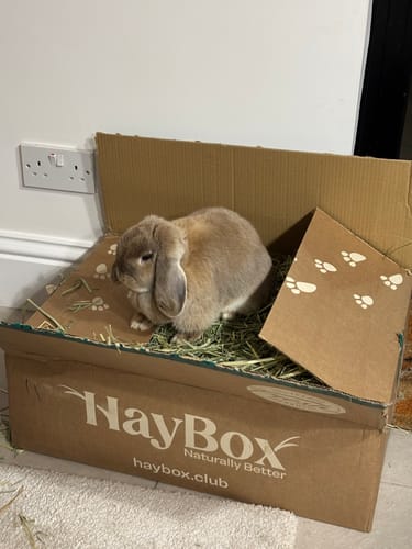 Customer photo review of Timothy Hay Box 'Blend'