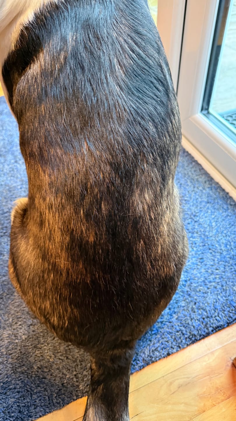 Customer photo review of Dog Skin Rescue Bundle