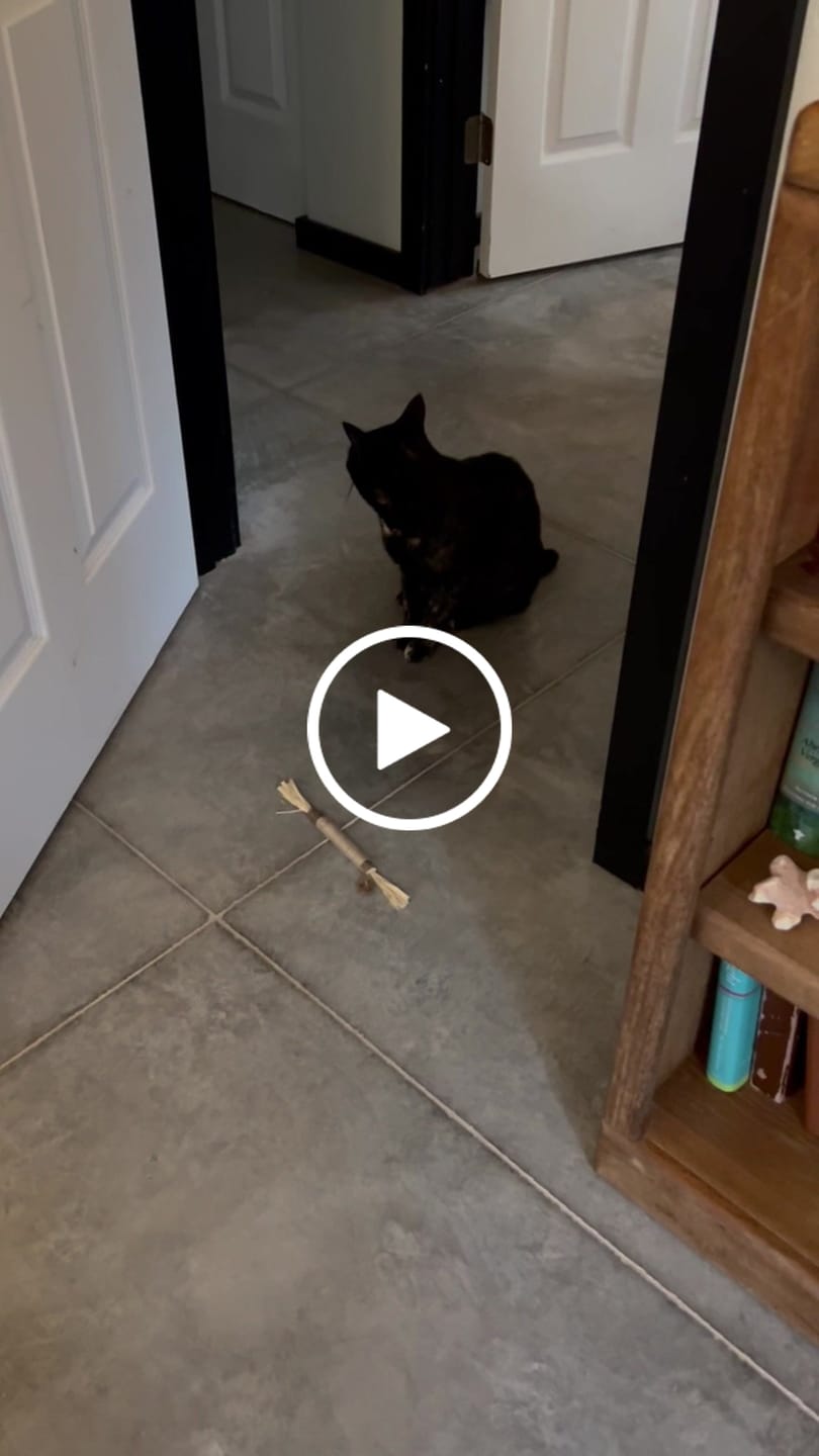 Customer video review of RYERCAT Silvervine Cat Dental Sticks