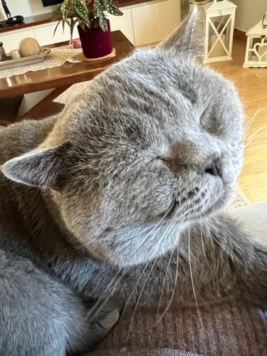 Alba Boracco Cattaneo M. review of Diffusore Calmante per Gatti image 1 out of 1