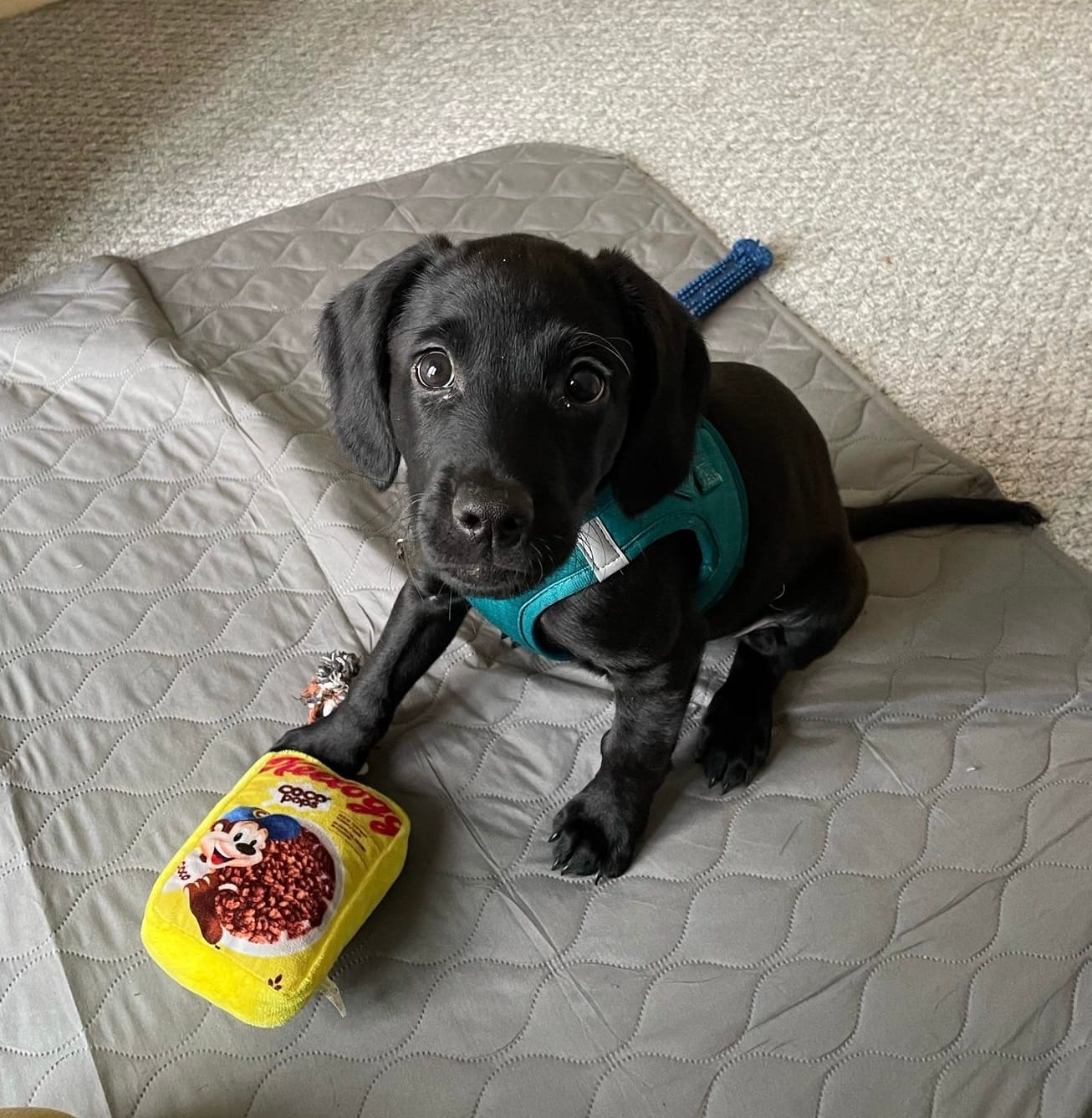 Customer photo review of Pawsome Pup Harness - Emerald
