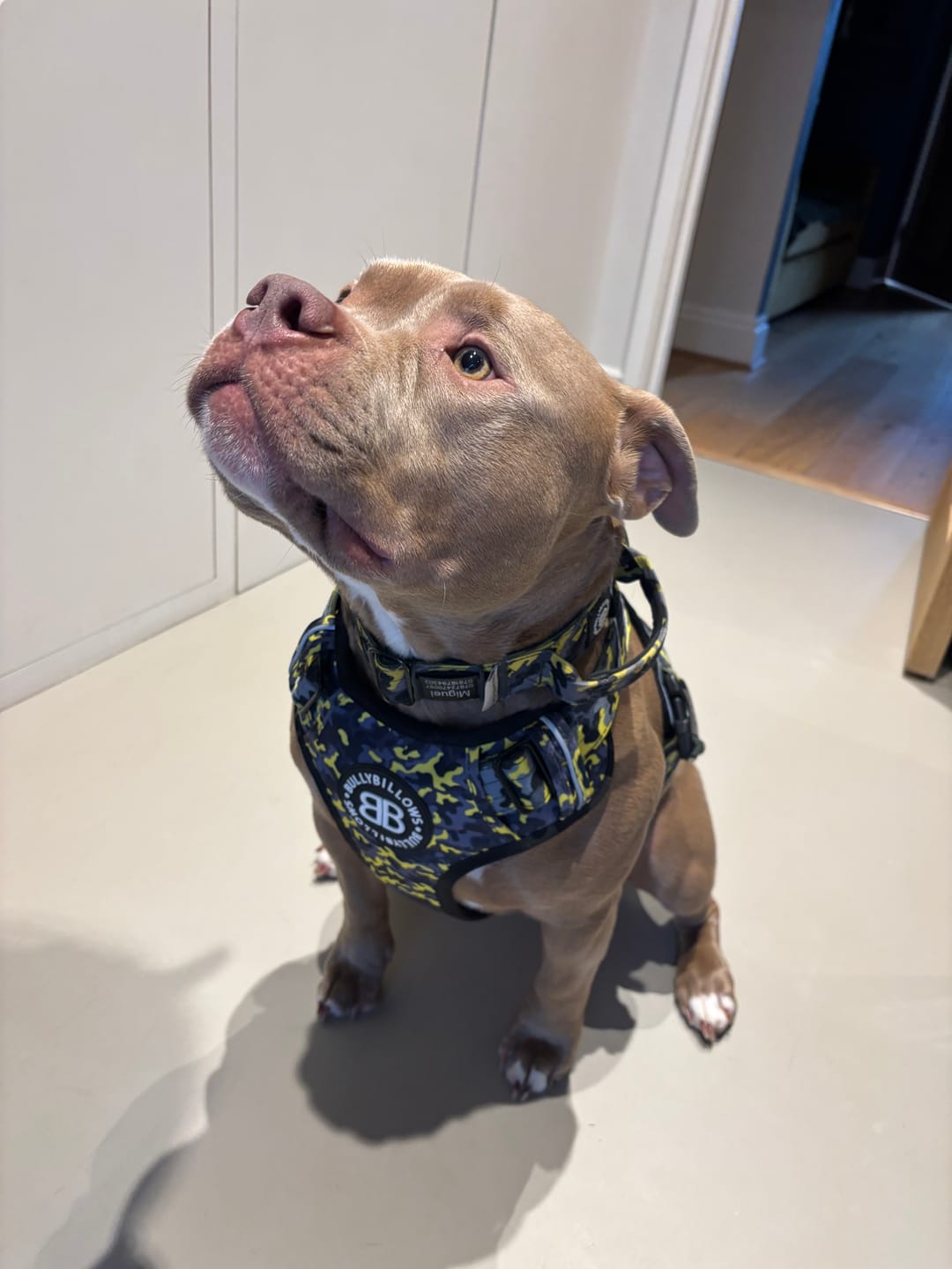 Customer photo review of Comfort Premium Harness | Non Restrictive - Lightning