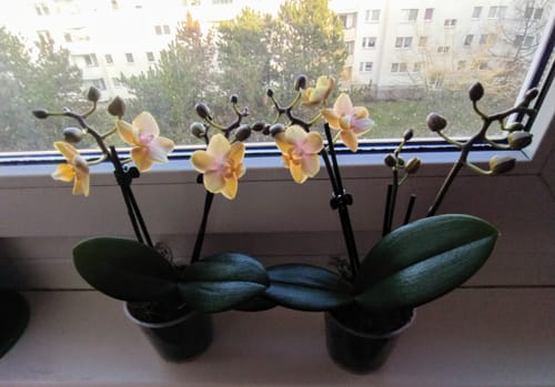 Customer photo review of Duftorchidee Elemental mit gelben Blüten mit 2 Rispen